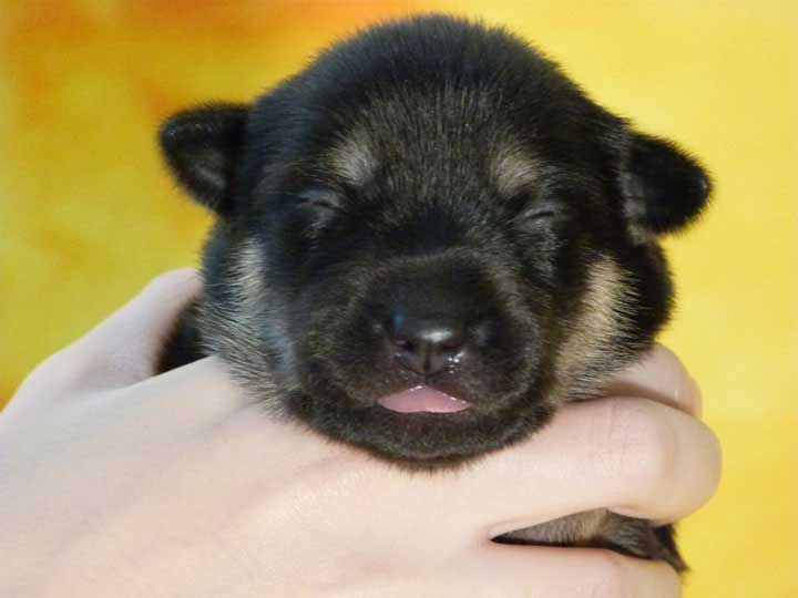 chinook puppy